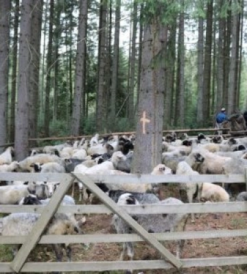 Свято вівчарства “Міра” внесли до нацпереліку нематеріальної культурної спадщини