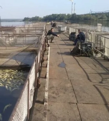 Директор акваферми на Вінниччині вкотре підтвердив, що місцева птахофабрика не причетна до масово загибелі риби
