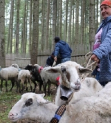 Побутує на Закарпатті: вівчарське свято «Міра» внесли до переліку нематеріальної культурної спадщини. ФОТО