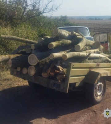 На Одещині незаконно вирубали дерева