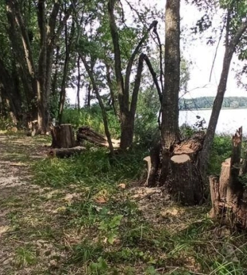 Вирубав дерева на березі озера: мешканець Харківщини за це відповість