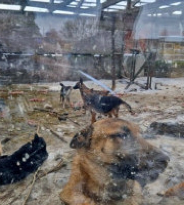 Правоохоронці розслідують справу про жорстоке поводження з тваринами у притулку на Київщині