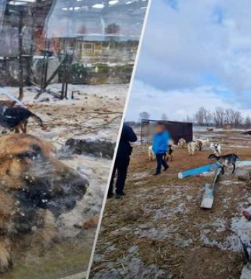 Правоохоронці розслідують справу про жорстоке поводження з тваринами у притулку на Київщині