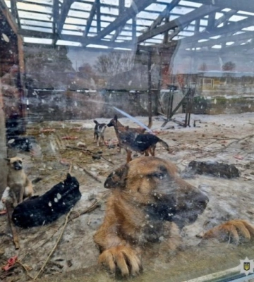 На Київщині розпочали кримінальне провадження за фактом жорстокого поводження з тваринами
