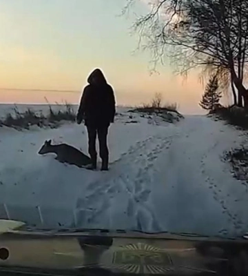 Офіцерка та селянин врятували у Рівненському районі косулю (ВІДЕО)
