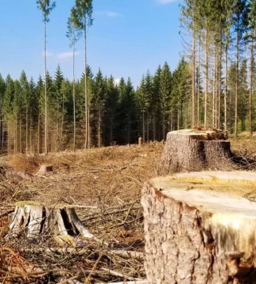 Надійний заслін: закарпатські митники все більше викривають лукаві оборудки з експорту лісової продукції