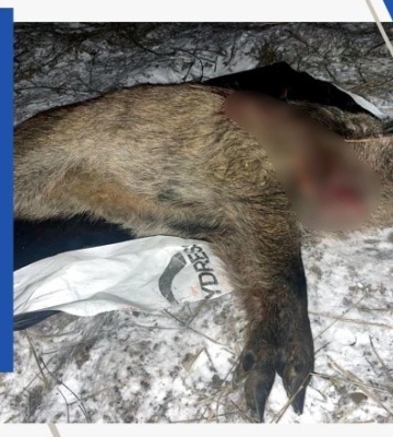 На Черкащині незаконно вполювали кабана. Поліцейські розпочали розслідування