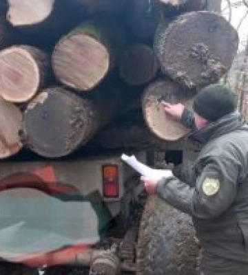 Держекоінспекція Закарпаття відреагувала на допис про вирубку у соціальних мережах