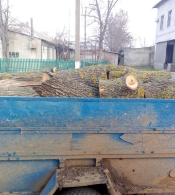 На Одещині незаконно вирубали дерева