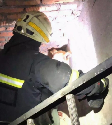 У Дніпрі надзвичайники врятували песиків із пастки