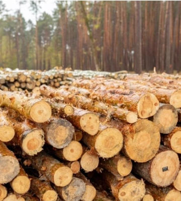 ДП &quot;Ліси України&quot; ліквідувало цехи з переробки деревини у всій Україні