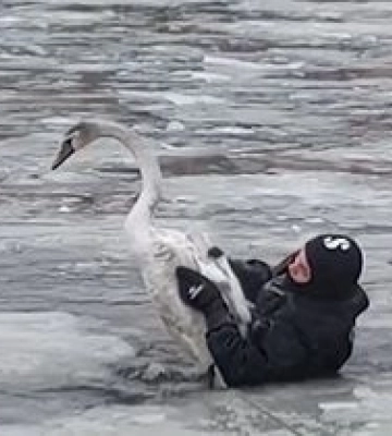 Рятувальники в Дніпрі врятували лебедя, який примерз на водоймі