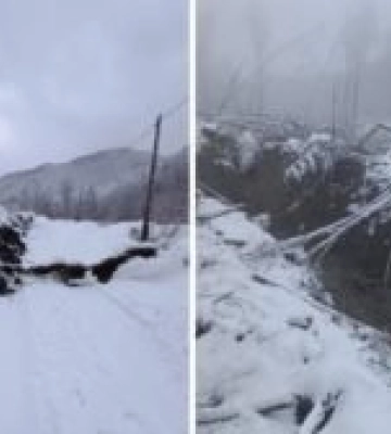На Закарпатті сотні дерев пошкоджено через масштабний зсув ґрунту