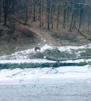 На Закарпатті місцеві жителі неподалік села зустріли вовка (відео)
