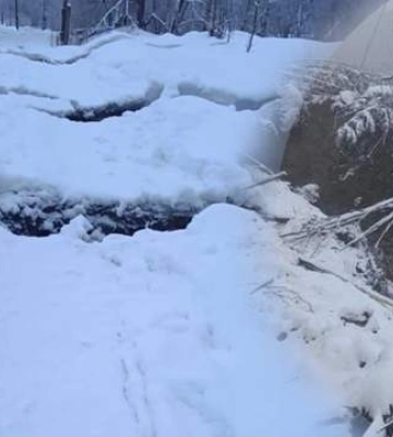 На Закарпатті сотні дерев пошкоджено через масштабний зсув ґрунту