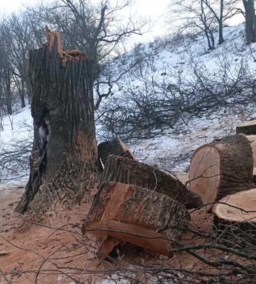Біля Чешки в Сумах спиляли віковий дуб