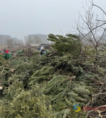 В Одесі переробляють новорічні дерева на добрива