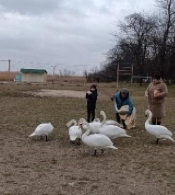 На Одещині в лиман випустили врятованого лебедя Гошу