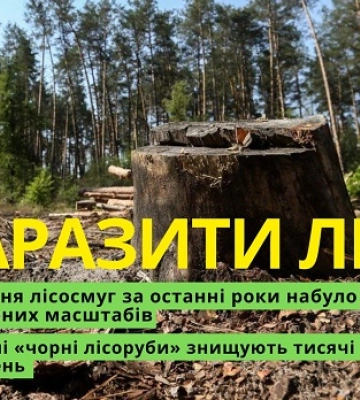 "Чорні лісоруби" продовжують знищувати миколаївські лісосмуги