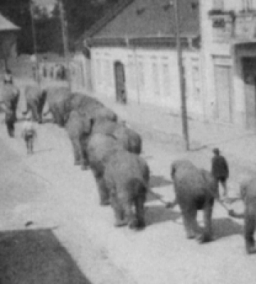 Слоны на Закарпатье: в сети показали интересные фото 1930-х годов