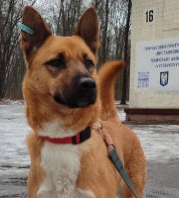 У Києві в неділю, 28 січня, притулок для тварин на ВДНГ проведе День відкритих дверей