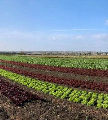 Досвід війни. Які виклики долають фермери в Україні та на Одещині зокрема