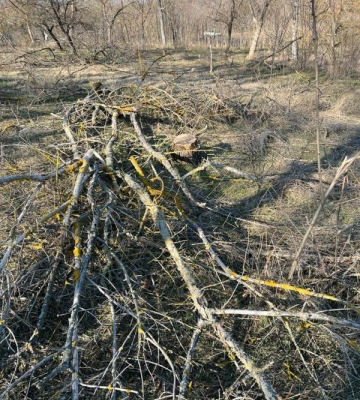 На Одещині затримали чорного лісоруба