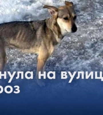 “Я побачила собаку на вулиці, вона була дуже худа”: у Дніпрі цуценя викинули на мороз