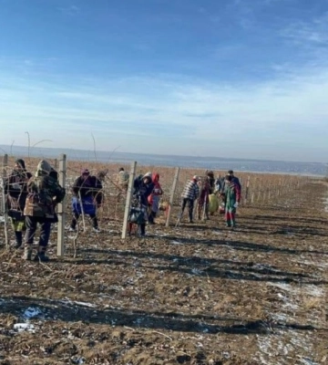 На Одещині проводять обрізку виноградних кущів за французькою системою
