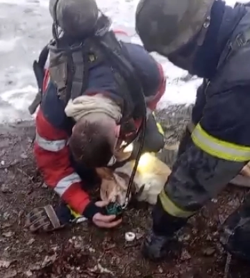 На Харківщині пожежники врятували собаку, що задихнувся чадним газом