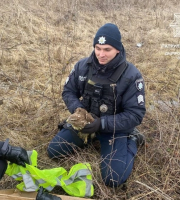 Лежав на узбіччі дороги у безпорадному стані: у Дніпрі врятували птаха