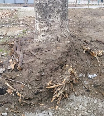 Під час ремонту дороги по вулиці Крилова пошкоджено 14 дерев