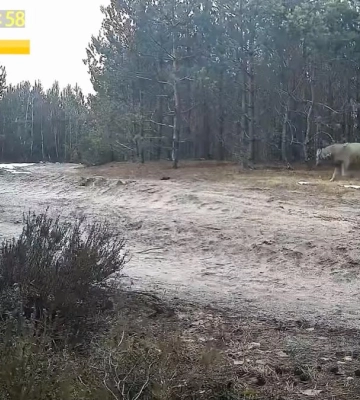 Вовки повернулися на Рівненщину: де бачили хижаків? (ВІДЕО)