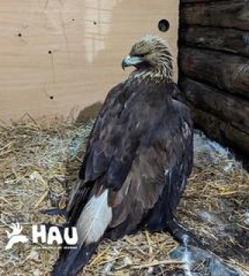 Пораненого червонокнижного беркута знайшли на Полтавщині