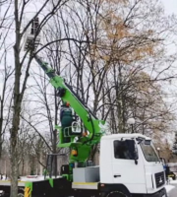 У Києві протягом року від омели розчистили понад 5 тисяч дерев (відео)