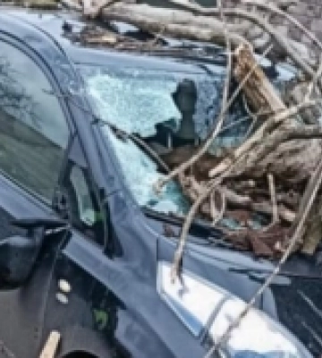 Вітер повалив дерева на машини у Луцьку та Жабці