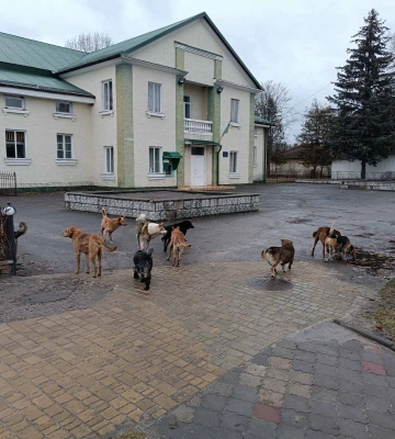 Моторошна аварія на Ковельщині: зіткнулися вантажівки – водії загинули 
