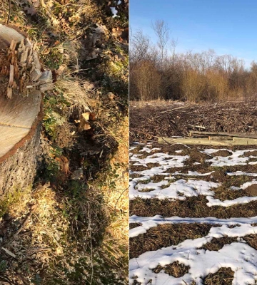 Шкода на 700 тис. грн. На Франківщині незаконно вирубали 71 дерево