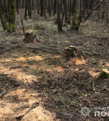 На Волині 39-річний чоловік нарубав лісу на 150 тисяч гривень