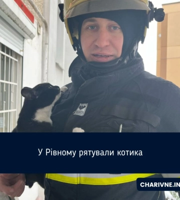 У Рівному рятували котика
