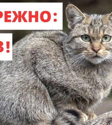 На Тернопільщині виявили випадок сказу тварини