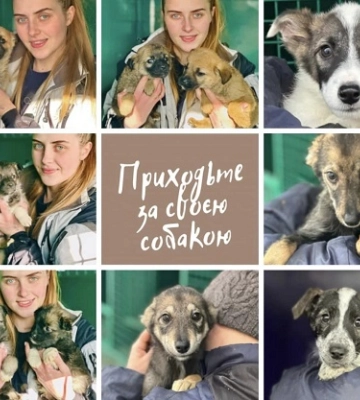 У Миколаєві пройде чергова виставка-прилаштування безпритульних тварин