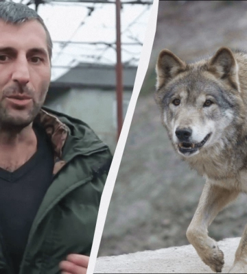 У Закарпатті нашестя вовків: селяни бояться виходити на вулиці
