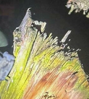 На Полтавщині поліція вилучила боєприпас в лісосмузі