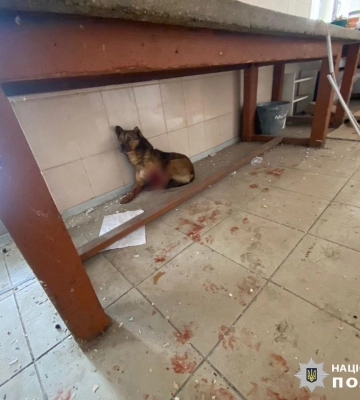 Поліцейські та волонтери Харківщини врятували життя пораненому під час обстрілу собаці