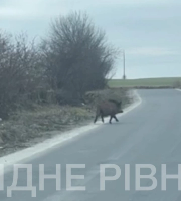 Автотрасою на Рівненщині бігає дикий кабан