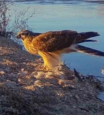 У заповідник на Одещині прилетіли рідкісні птахи