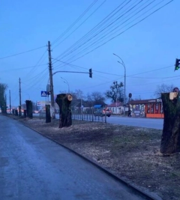 Скандал у Броварах: комунальники зрізали алею каштанів заради McDonald’s