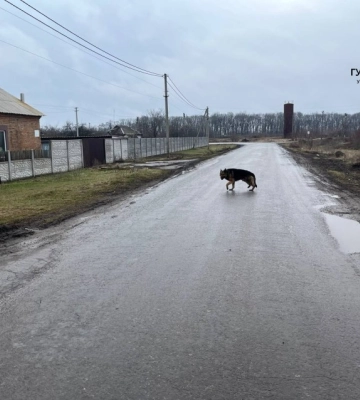На Кіровоградщині рятувальники двічі допомагали чотирилапим