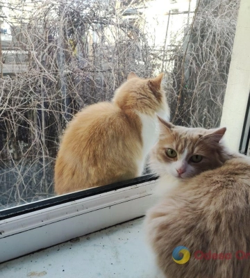 Одеські коти: домашні та не дуже (фоторепортаж)